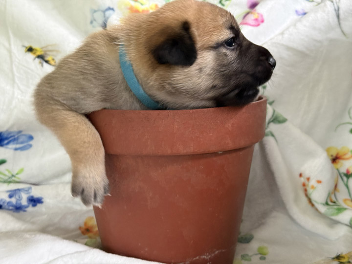 chinook puppy